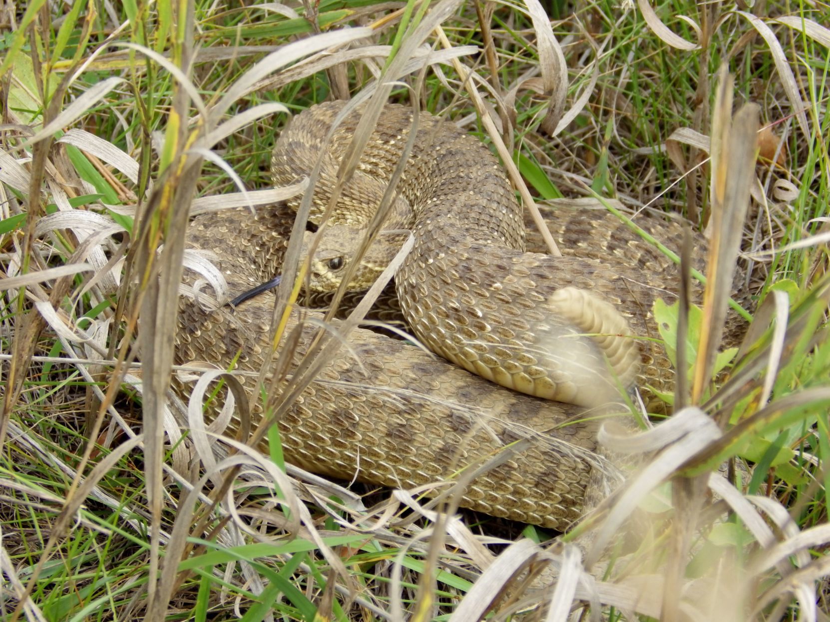 Rattlesnake